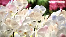 台南,日本,東京,蘭展,NHK,蝴蝶蘭,Tainan