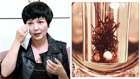 星雲法師,舍利子,苗可麗,黃子佼