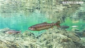 台灣國寶櫻花鉤吻鮭復育有成，野外調查數量達15374尾。（圖／翻攝畫面）