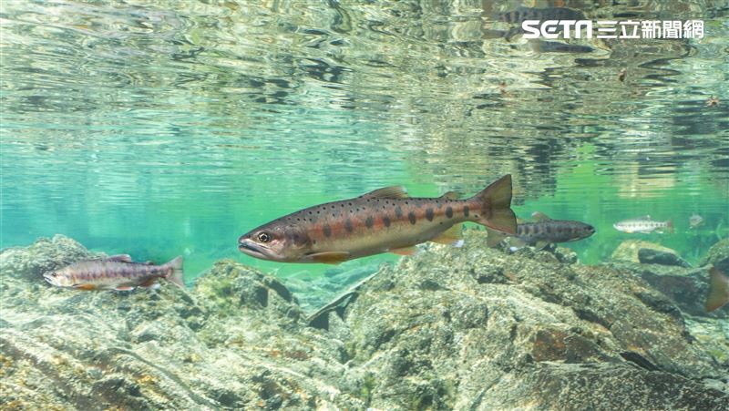 台灣國寶櫻花鉤吻鮭復育有成 數量增60倍
