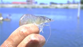久旱不雨!白蝦產量減半 養殖戶嘆