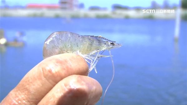 白蝦是宏都拉斯的重要經濟命脈。（示意圖／資料照）