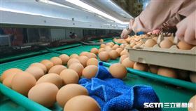 雞蛋(翻攝畫面)