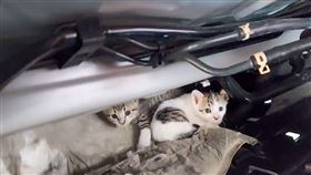 喵星人,搭車,台南,新北,三峽,動保處,隆恩分隊,車底,事故車,小貓