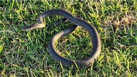 「東部擬眼鏡蛇」是世上第2毒的陸棲蛇類。（圖／翻攝自Wild Conservation臉書粉專）