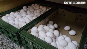 雞蛋(翻攝畫面)