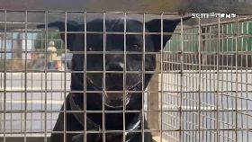 文 狗追丟機車1200