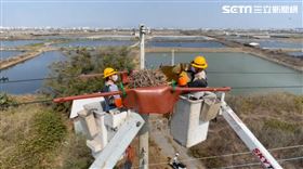 台電,高雄,停電,喜鵲,搬家