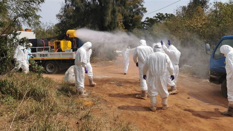 我國首現H9N2禽流感　緊急撲殺4551隻土雞