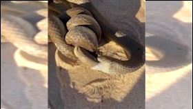 散步遇全世界最毒蛇糾纏　牠一口吞了同類（圖／翻攝畫面）