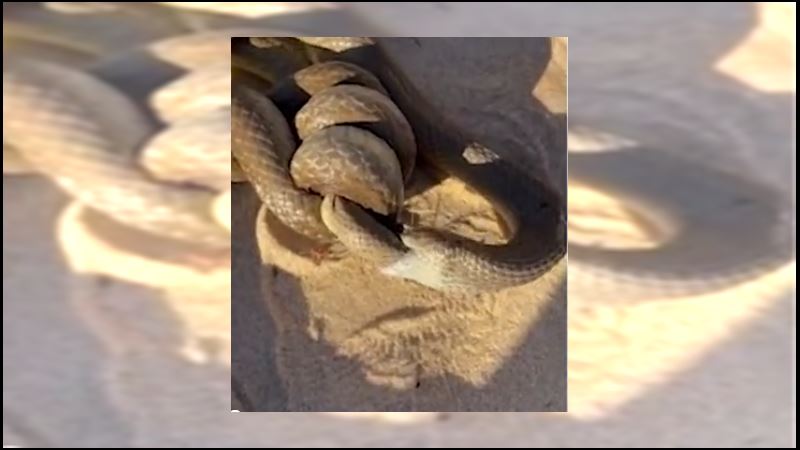 散步遇全世界最毒蛇糾纏　牠一口吞了同類