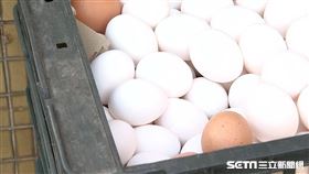 雞蛋/蛋行(翻攝畫面)