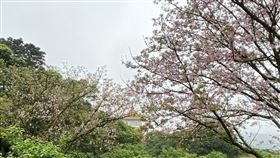 櫻花。今天的溫暖氣候，讓不少民眾外出走走賞花，而今天也是24節氣中的「春分」。（圖／記者簡浩正攝影）
