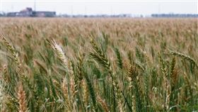 農業,小麥,農民,農委會,補助（圖／記者蕭宥宸攝影）