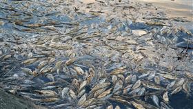 北市環保局持續清理基隆河魚群屍體（2）民進黨籍台北市議員何志偉在臉書發文指出，基隆河出現大批死魚，質疑還未見到生態社子島就出現生態浩劫。環保局29日表示，高溫造成基隆河單一魚種「烏仔魚」缺氧死亡，近日清理完畢，死魚直接焚化。圖為傍晚基隆河面上仍可見許多魚群屍體。中央社記者吳翊寧攝　106年8月29日