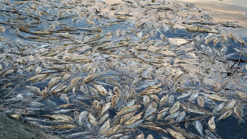 數百萬死魚汙染水源！澳洲小鎮竟無水可用