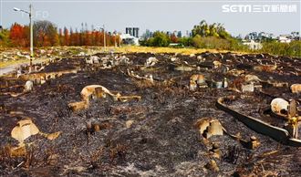 台中公墓火警47天200起　消防打火急喊撤