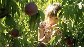 《桃子樹的最後豐收》每顆桃子樹對卡拉西蒙來說都充滿情感。（圖／海鵬提供）