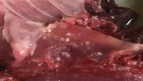 鮪魚切開後，魚肉竟全都布滿密密麻麻的白色小點。（圖／翻攝自爆怨公社）