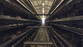 芬普尼蛋延燒  水簾式雞舍蛋農不擔心（3）位於台南市的葆雄牧場採用水簾式的密閉雞舍，可飼養2萬隻雞，業者沈葆南表示，雞舍的環境好，雞蛋的品質也會比較好，更不用擔心藥物殘留。（業者沈葆南提供）中央社記者楊思瑞台南傳真  106年8月29日