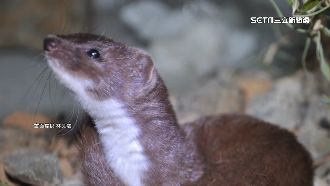 跟櫻花鉤吻鮭一樣珍稀！萌獸闖玉山氣象站