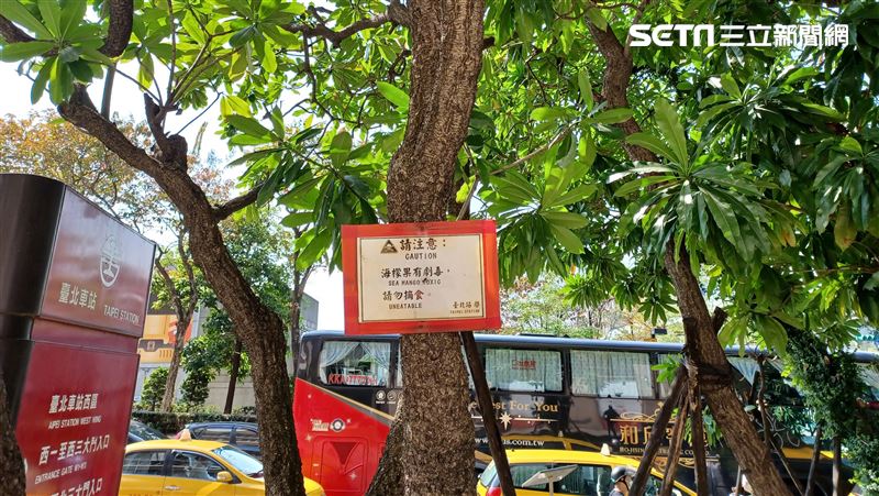 台北車站驚見「自殺樹」　古書：全株有毒、入口立死
