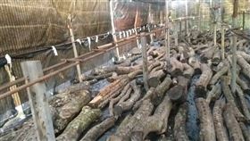 椴木香菇,尖石,缺水,（圖／翻攝畫面）