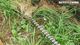 草叢驚見1根筆直甘蔗！網曝「真實身分」嚇壞：一口下去會升天，雨傘節。（圖／網友授權提供）