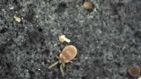 恙蟲(疾管署提供)