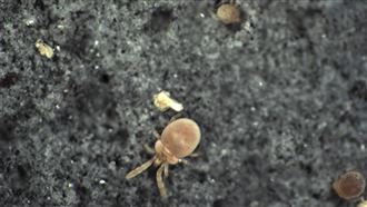 致死率6成！掃墓小心「恙蟲」全台已9例