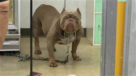 惡霸犬,海扁,圍毆,打爆,砸店,三峽,傷害,私刑正義,大快人心,妨害秩序