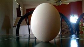 立蛋。（示意圖／三立新聞網）