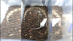 放老鼠加菜餵寵物蛇　隔天醒來飼主哭了（圖／翻攝畫面）