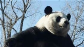 中國貓熊萌蘭多次嘗試越獄。（圖／翻攝自《快科技》）