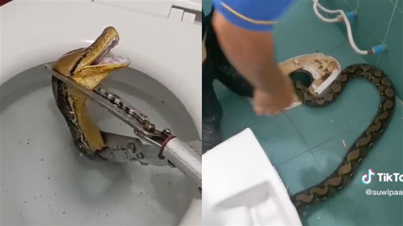 嚇到挫屎！5米巨蟒卡馬桶⋯這招還牠自由