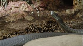 黑曼巴蛇，劇毒，毒蛇(圖／翻攝自維基百科)