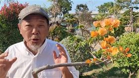 南山公墓,台南市,九重葛,廖大乙