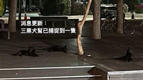 清大懷生社已經捕獲到一隻野狗。（圖／翻攝自清大懷生社臉書）