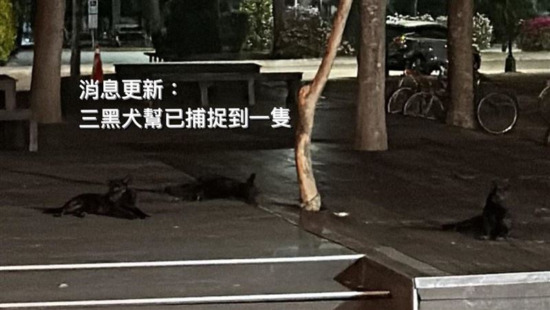 清大女宿被3野狗佔領！學生遭咬噴血送醫