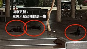 清大,流浪犬,攻擊,宿舍,（圖／翻攝自臉書清華大學關懷生命社（清大懷生社、校園流浪犬關懷社）、Dcard）