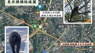 桃園人注意！兇猛「東非狒狒」脫逃逛大街