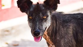 流浪狗(圖／翻攝自Pixabay)