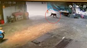 東非狒狒,脫逃,六福村（圖／翻攝自臉書）