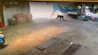 小心！東非狒狒「犬齒跟獅子一樣可怕」