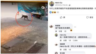 他2周前直擊狒狒沒人信　還被笑：酒沒醒
