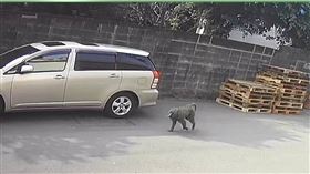 東非狒狒,脫逃,六福村（圖／翻攝自臉書）