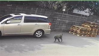 凶猛狒狒跑速超快　新屋人遇到別「快逃」