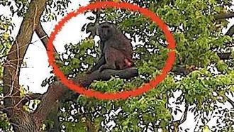 狒狒到底來自哪裡？林務局：全台僅３處有