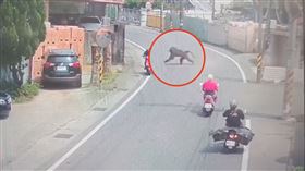 東非狒狒,逛大街,桃園,（圖／翻攝畫面）