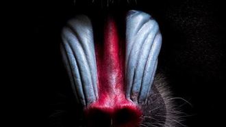 狒狒很兇？這種「鬼臉靈長類」脾氣更壞